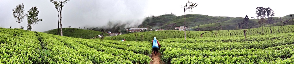 Tea plantation, Haputale